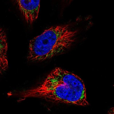 Immunocytochemistry/Immunofluorescence: UQCRFS1 Antibody [NBP1-87826] - Immunofluorescent staining of human cell line U-251 MG shows localization to mitochondria.