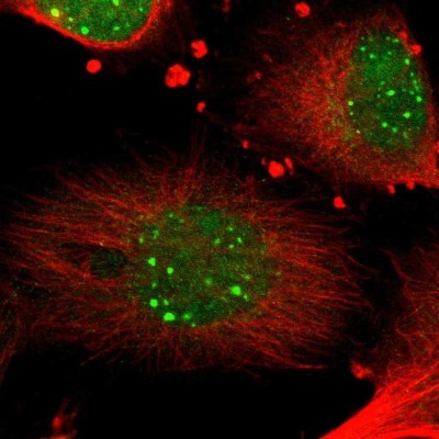 Immunocytochemistry/Immunofluorescence: Syntaxin 3 Antibody [NBP1-86984] - Staining of human cell line U-251 MG shows localization to nucleus & nuclear bodies.
