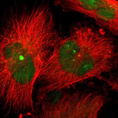 Immunofluorescence: Syntaxin 3 Antibody [NBP1-86984] - Staining of human cell line U-251 MG shows positivity in nucleus.