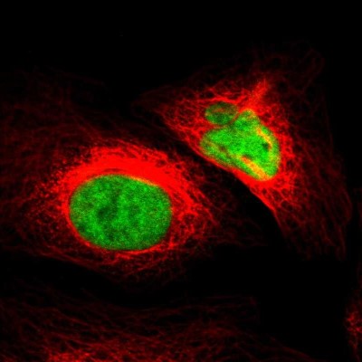 Immunocytochemistry/Immunofluorescence: ZNF207 Antibody [NBP1-89550] - Immunofluorescent staining of human cell line U-2 OS shows localization to nucleoplasm.