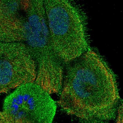 Immunocytochemistry/Immunofluorescence: Glypican 1 Antibody [NBP1-89759] - Staining of human cell line HaCaT shows localization to plasma membrane & cytosol.