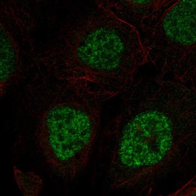 Immunocytochemistry/Immunofluorescence: SNAP43 Antibody [NBP2-58560] - Staining of human cell line U-2 OS shows localization to nucleoplasm.