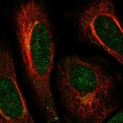 Immunocytochemistry/Immunofluorescence: ACAP3 Antibody [NBP2-58434] - Staining of human cell line HeLa shows localization to nucleoplasm & the Golgi apparatus.