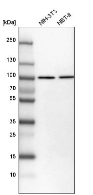 Western Blot: Importin beta/KPNB1 Antibody [NBP1-87712] - Analysis in mouse cell line NIH-3T3 and rat cell line NBT-II.