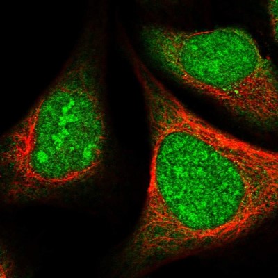 Immunocytochemistry/Immunofluorescence: SFRS5 Antibody [NBP1-92381] - Immunofluorescent staining of human cell line U-2 OS shows localization to nucleus & nucleoli.
