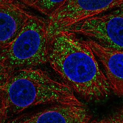 Immunocytochemistry/Immunofluorescence: HSDL1 Antibody [NBP2-58362] - Staining of human cell line MCF7 shows localization to mitochondria.