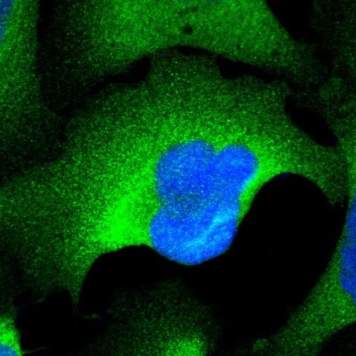 Immunocytochemistry/Immunofluorescence: PDLIM3 Antibody [NBP1-89134] - Immunofluorescent staining of human cell line U-2 OS shows localization to cytosol.