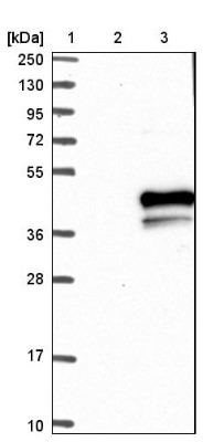 Western Blot: 5HT1E Receptor Antibody [NBP1-90320] - Lane 1: Marker [kDa] 250, 130, 95, 72, 55, 36, 28, 17, 10. Lane 2: Negative control (vector only transfected HEK293T lysate). Lane 3: Over-expression lysate (Co-expressed with a C-terminal myc-DDK tag (3.1 kDa) in mammalian HEK293T cells).