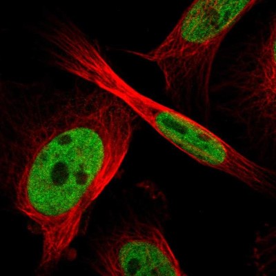 Immunocytochemistry/Immunofluorescence: ZFR Antibody [NBP1-80601] - Immunofluorescent staining of human cell line U-251 MG shows localization to nucleoplasm.