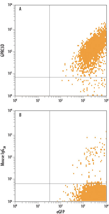 HEK293 human embryonic kidney cell line transfected with human GPRC5D and eGFP was stained with either (A) Mouse Anti-Human GPRC5D APC‑conjugated Monoclonal Antibody (Catalog # FAB6300A) or (B) Mouse IgG2B Allophycocyanin Isotype Control (Catalog # IC0041A). View our protocol for Staining Membrane-associated Proteins.