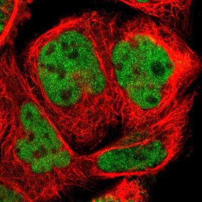 Immunocytochemistry/Immunofluorescence: KHDRBS3 Antibody [NBP1-84773] - Staining of human cell line A-431 shows positivity in nucleus but not nucleoli.