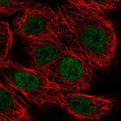 Immunocytochemistry/Immunofluorescence: MAZ Antibody [NBP2-57338] - Staining of human cell line MCF7 shows localization to nucleoplasm.