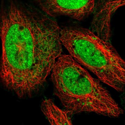 Immunocytochemistry/Immunofluorescence: ATP5S Antibody [NBP2-57311] - Staining of human cell line U-2 OS shows localization to nucleoplasm & mitochondria.