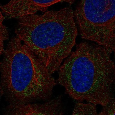 Immunocytochemistry/Immunofluorescence: RPP14 Antibody [NBP2-57532] - Staining of human cell line U-2 OS shows localization to nucleoli & mitochondria.