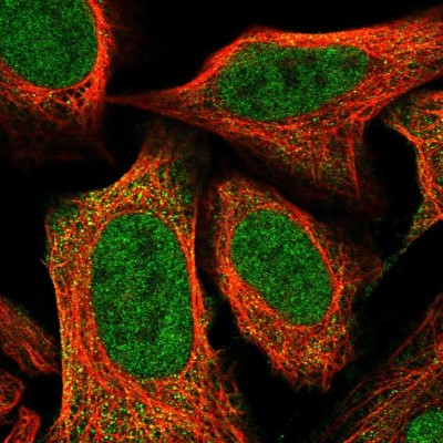 Immunocytochemistry/Immunofluorescence: C18orf25 Antibody [NBP2-55102] - Staining of human cell line U-2 OS shows localization to nucleoplasm & cytosol.
