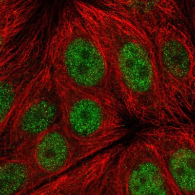 Immunocytochemistry/Immunofluorescence: ERG28 Antibody [NBP2-57599] - Staining of human cell line MCF7 shows localization to nucleoplasm.