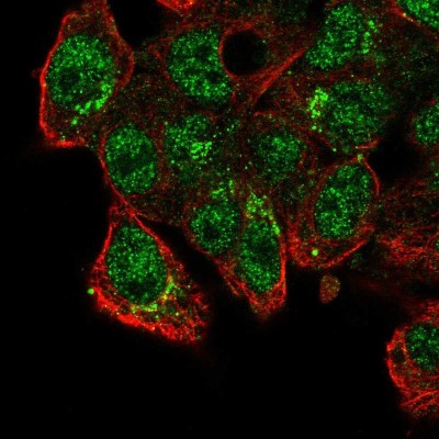 Immunocytochemistry/Immunofluorescence: CAPS2 Antibody [NBP2-58206] - Staining of human cell line Hep G2 shows localization to nucleoplasm & vesicles.