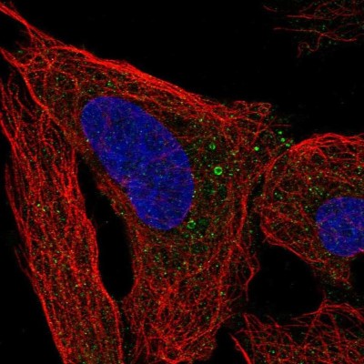 Immunocytochemistry/Immunofluorescence: ANKRD34B Antibody [NBP2-57500] - Staining of human cell line U-2 OS shows localization to lipid droplets.