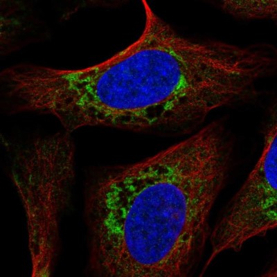 Immunocytochemistry/Immunofluorescence: USMG5 Antibody [NBP2-55149] - Staining of human cell line U-2 OS shows localization to mitochondria.