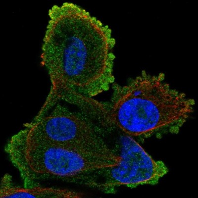 Immunocytochemistry/Immunofluorescence: ATP8A2 Antibody [NBP2-55197] - Staining of human cell line PC-3 shows localization to plasma membrane.