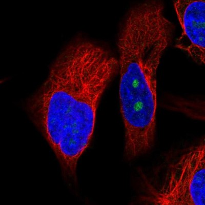 Immunocytochemistry/Immunofluorescence: OSGIN2 Antibody [NBP2-55352] - Staining of human cell line U-2 OS shows localization to nucleoli.