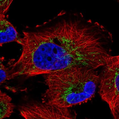 Immunocytochemistry/Immunofluorescence: NME7 Antibody [NBP2-55025] - Staining of human cell line U-251 MG shows localization to mitochondria.
