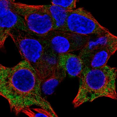 Immunocytochemistry/Immunofluorescence: Perforin Antibody [NBP2-55214] - Staining of human cell line Hep G2 shows localization to cytosol.