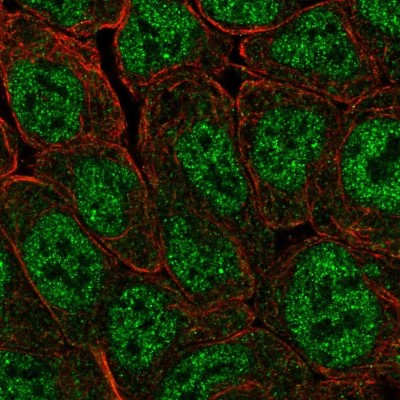 Immunocytochemistry/Immunofluorescence: POU5F1P1 Antibody [NBP2-55475] - Staining of human cell line RT4 shows localization to nucleoplasm.