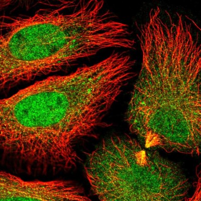 Immunocytochemistry/Immunofluorescence: DNAJC8 Antibody [NBP2-55251] - Staining of human cell line HeLa shows localization to nucleoplasm, cytosol & cytokinetic bridge.