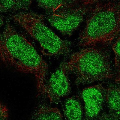 Immunocytochemistry/Immunofluorescence: PLEKHG1 Antibody [NBP2-55517] - Staining of human cell line CACO-2 shows localization to nucleoplasm.