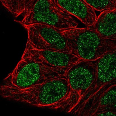 Immunocytochemistry/Immunofluorescence: Evx1 Antibody [NBP2-55442] - Staining of human cell line RT4 shows localization to nucleoplasm.