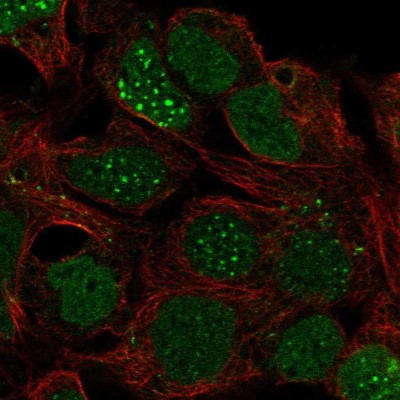 Immunocytochemistry/Immunofluorescence: LBX1 Antibody [NBP2-55646] - Staining of human cell line HEK 293 shows localization to nucleoplasm, nuclear bodies & cytosol.