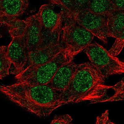 Immunocytochemistry/Immunofluorescence: NSMCE4A Antibody [NBP2-55592] - Staining of human cell line Hep G2 shows localization to nucleoplasm.