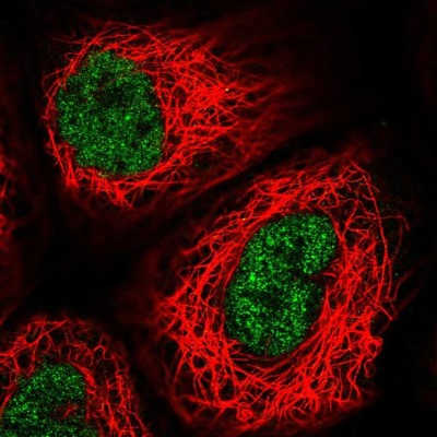 Immunocytochemistry/Immunofluorescence: USF2 Antibody [NBP2-58499] - Staining of human cell line A-431 shows localization to nucleoplasm.