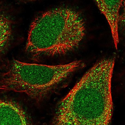 Immunocytochemistry/Immunofluorescence: POLE4 Antibody [NBP2-54947] - Staining of human cell line HeLa shows localization to nucleus & cytosol.