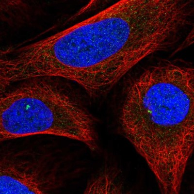 Immunocytochemistry/Immunofluorescence: DDX26B Antibody [NBP2-55207] - Staining of human cell line U-2 OS shows localization to centrosome.