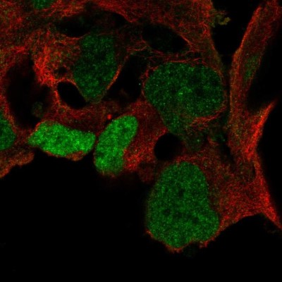 Immunocytochemistry/Immunofluorescence: SOX3 Antibody [NBP2-55569] - Staining of human cell line AF22 shows localization to nucleoplasm.