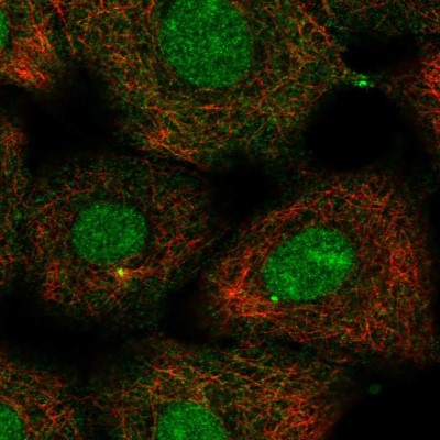 Immunocytochemistry/Immunofluorescence: Kif2a Antibody [NBP2-55116] - Staining of human cell line A549 shows localization to nucleus, nucleoli & centrosome.