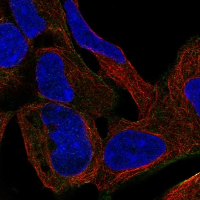 Immunocytochemistry/Immunofluorescence: GLUT12 Antibody [NBP2-55049] - Staining of human cell line HEK 293 shows localization to plasma membrane.