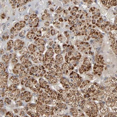 Immunohistochemistry: Zinc transporter 9 Antibody [NBP1-88261] - Staining of human adrenal gland shows strong cytoplasmic positivity in cortical cells.