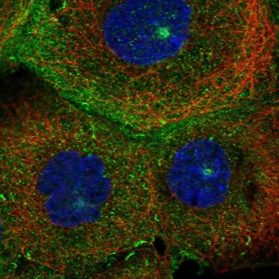 Immunocytochemistry/Immunofluorescence: MICALL1 Antibody [NBP2-55389] - Staining of human cell line A-431 shows localization to plasma membrane, cytosol, microtubule organizing center & cell junctions.
