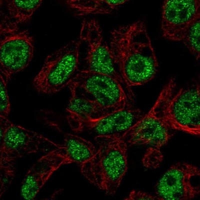 Immunocytochemistry/Immunofluorescence: FOXA3 Antibody [NBP2-55686] - Staining of human cell line Hep G2 shows localization to nucleoplasm.