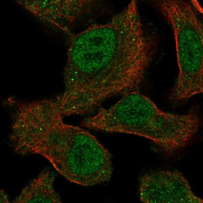 Immunocytochemistry/Immunofluorescence: MEGF9 Antibody [NBP2-55631] - Staining of human cell line A549 shows localization to nucleoplasm & cytosol.