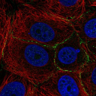 Immunocytochemistry/Immunofluorescence: PEPP3 Antibody [NBP2-55312] - Staining of human cell line MCF7 shows localization to cell junctions.