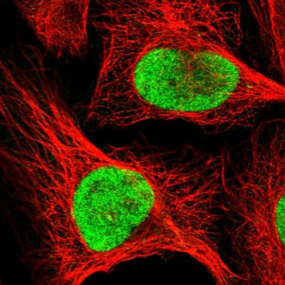 Immunocytochemistry/Immunofluorescence: RFC1 Antibody [NBP2-54960] - Staining of human cell line U-2 OS shows localization to nucleoplasm.