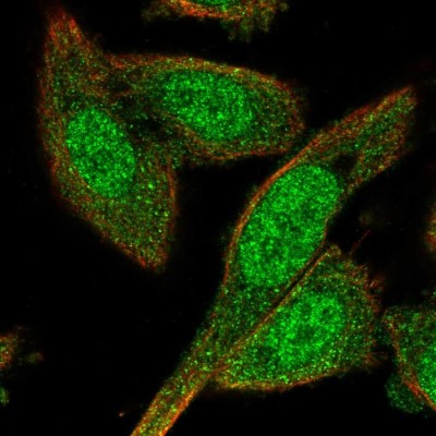 Immunocytochemistry/Immunofluorescence: BEX4 Antibody [NBP2-55387] - Staining of human cell line PC-3 shows localization to nucleoplasm & cytosol.