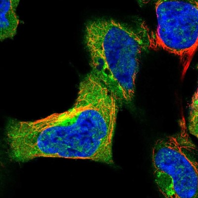 Immunocytochemistry/Immunofluorescence: SYAP1 Antibody [NBP2-56625] - Staining of human cell line HEK 293 shows localization to nucleoplasm, cytosol & the Golgi apparatus.