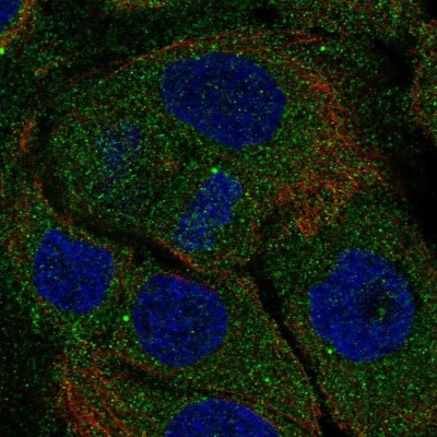 Immunocytochemistry/Immunofluorescence: NIR2 Antibody [NBP2-56687] - Staining of human cell line HaCaT shows localization to cytosol.