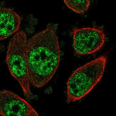 Immunocytochemistry/Immunofluorescence: SOX22 Antibody [NBP2-56628] - Staining of human cell line PC-3 shows localization to nucleoplasm.