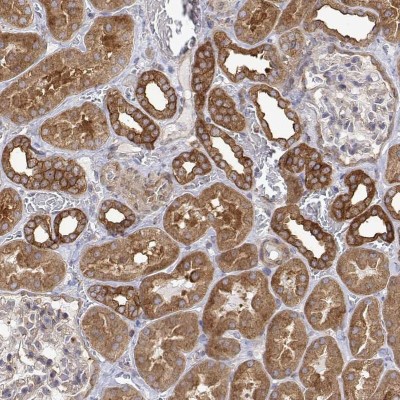 Immunocytochemistry/Immunofluorescence: PACSIN2 Antibody [NBP2-56701] - Immunohistochemical staining of human kidney shows strong cytoplasmic positivity in renal tubules.